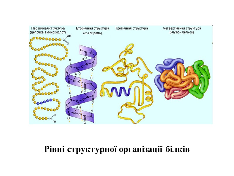 Рівні структурної організації білків
